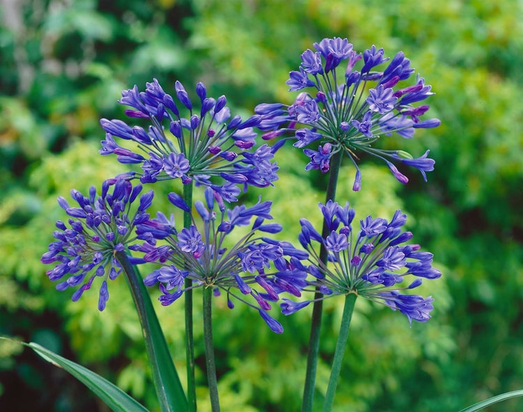 Agapanthus africanus, Schmucklilie, blau, ca. 9x9 cm Topf