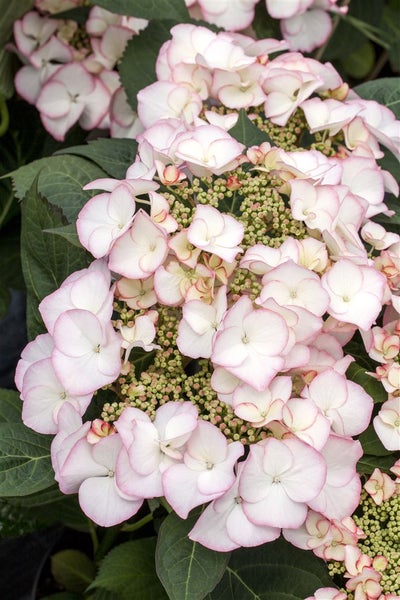 Hydrangea macrophylla 'Charme', Hortensie, rosa, 30–40 cm