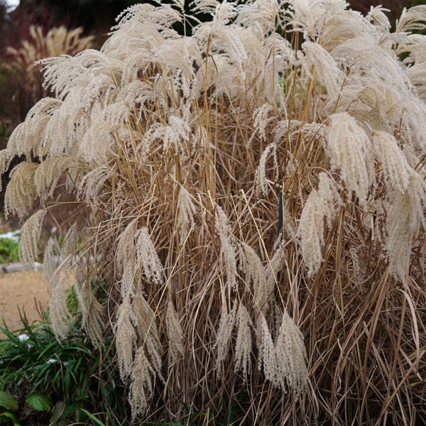 Bloomique - 3er Set - Miscanthus Sinensis - Blühendes Schilf - Ziergras - Gartenpflanzen - Winterhart - Höhe 10-20 cm - Topf 9x9 cm