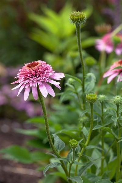 Nahaufnahme einer rosafarbenen Kegelblume im Garten.