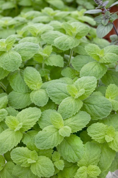 Mentha suaveolens, Apfelminze, aromatisch, ca. 9x9 cm Topf