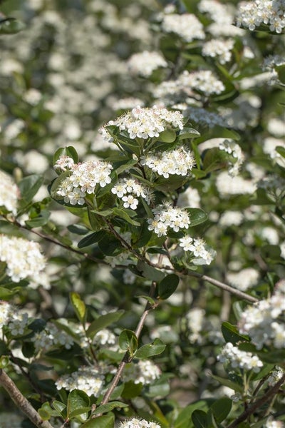 Blühende Aronia Pflanze im Detail