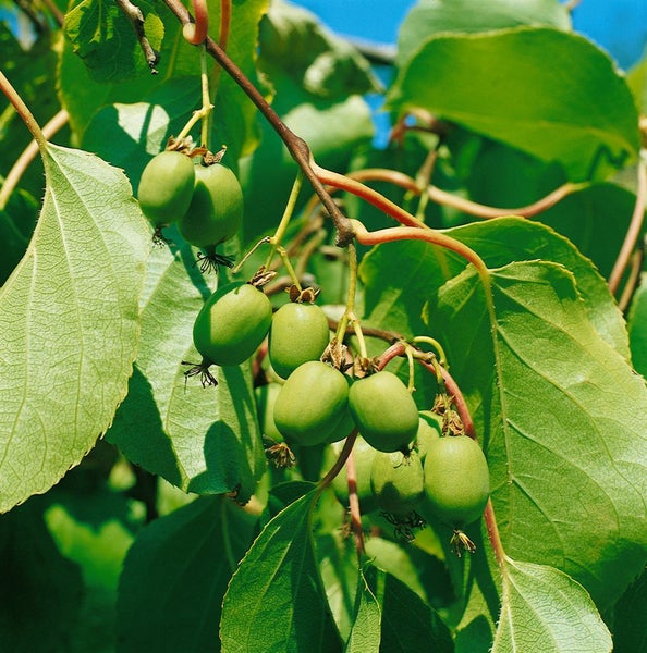 Actinidia arguta 'Issai', Kiwi, selbstfruchtend, 60–100 cm