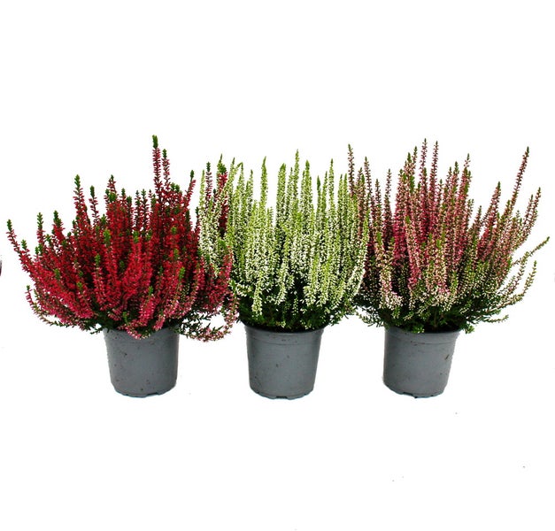 Calluna vulgaris Set mit 3 Pflanzen Besenheide Heidepflanze winterhart 11cm Topf Farb-Mix 3 verschiedene Farben