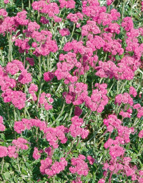 Antennaria dioica, Katzenpfötchen, rosa Blüten, ca. 9x9 cm Topf