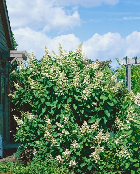 Hydrangea paniculata 'Unique', Rispenhortensie, weiß, 40–60 cm
