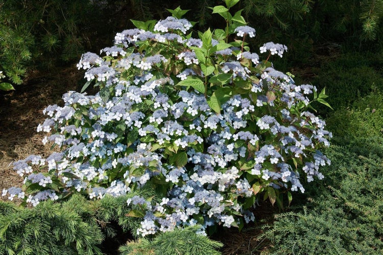 Hydrangea serrata 'Bluebird', Hortensie, blau, 30–40 cm