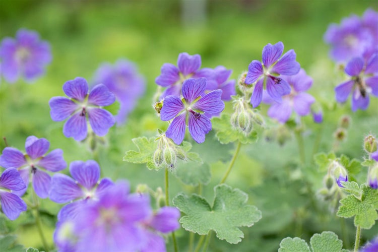Geranium renardii 'Philippe Vapelle', Storchschnabel, ca. 9x9 cm Topf
