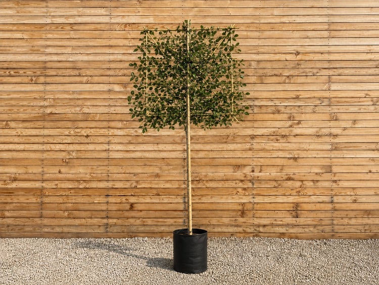 Ein formgeschnittener Spalierbaum in einem runden Pflanzkübel vor einer Holzwand.