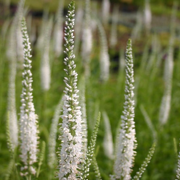 Weiße Veronica-Blüten im Garten