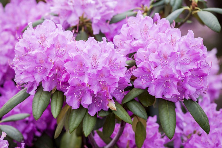 Rhododendron 'Roseum Elegans', rosa Blüten, 50–60 cm