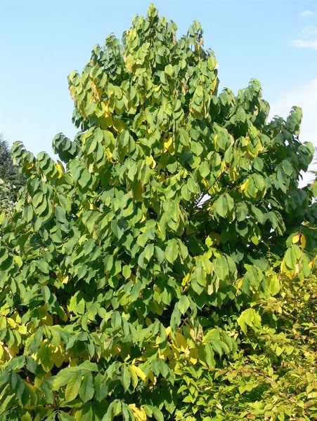 Amerikanische Indianerbanane im Garten