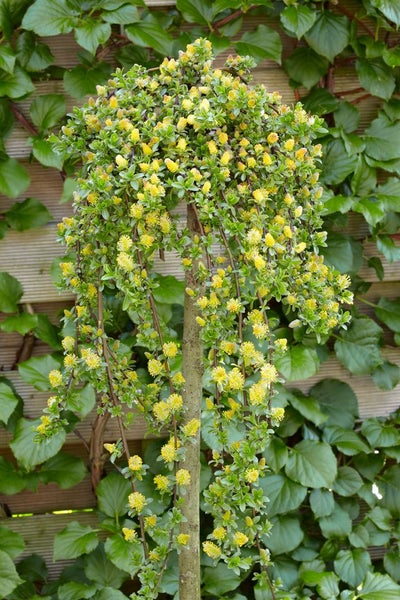 Salix simulatrix, 40 cm Stammhöhe