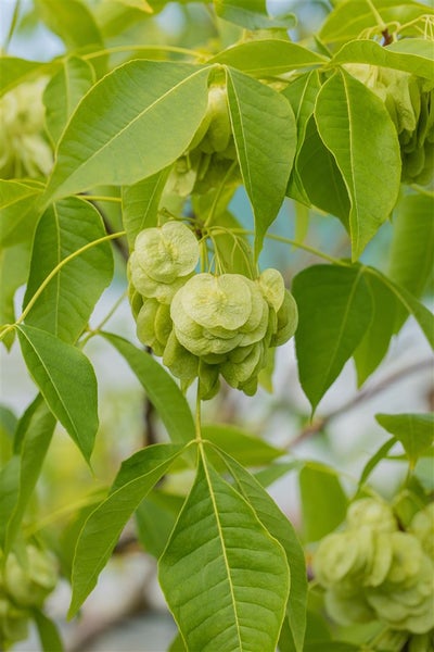 Ptelea trifoliata, Hopfenbaum, 60–80 cm, aromatisch