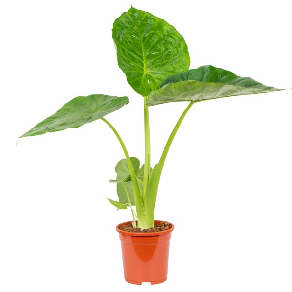 Alocasia 'Macrorrhiza' - Elefantenohr - Zimmerpflanze - Haustierfreundlich - ⌀17 - ↕60 cm