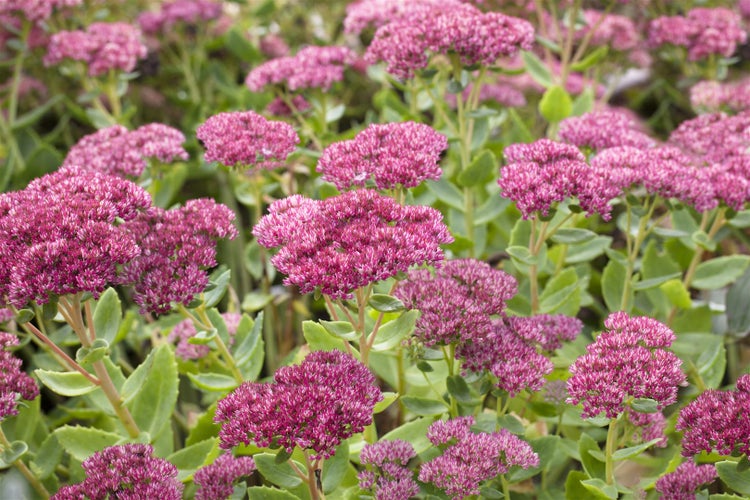 Sedum telephium 'Herbstfreude', Fetthenne, rosa Blüten, ca. 9x9 cm Topf