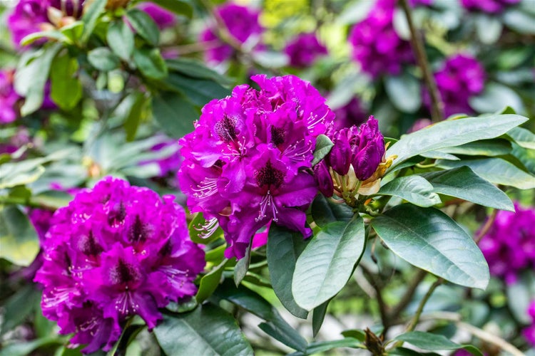 Rhododendron Hybr. 'Blaue Jungs', blau, 40–50 cm