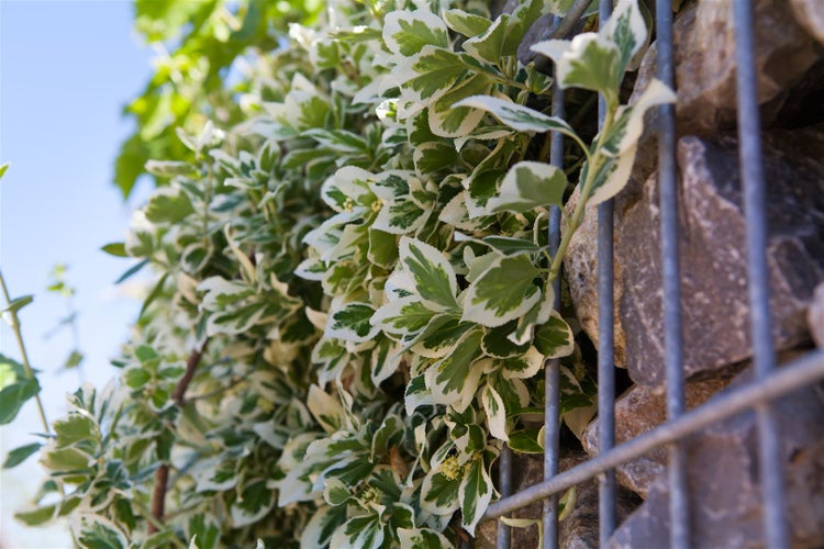 Euonymus fortunei 'Emerald Gaiety', Kriechspindel, grün-weiß, ca. 9x9 cm Topf