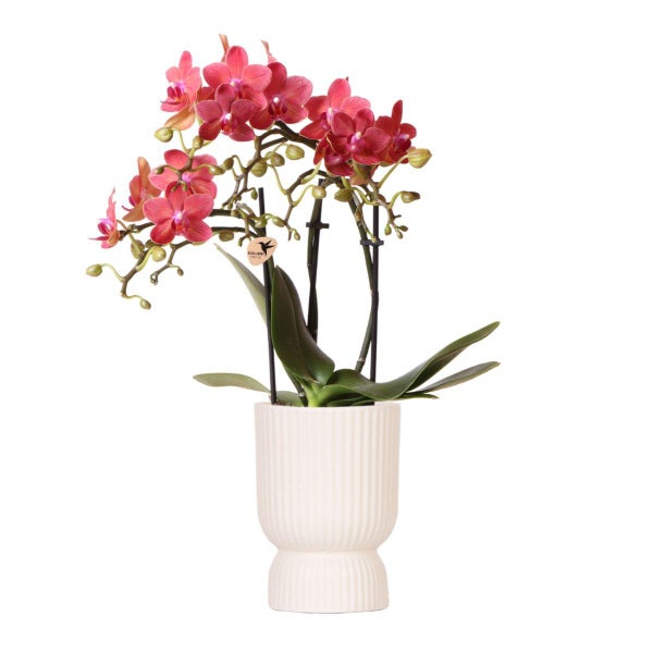 Kolibri Orchids rosa lila Phalaenopsis Orchidee El Salvador + Diabolo travertine Topfgröße 9cm blühende Zimmerpflanze