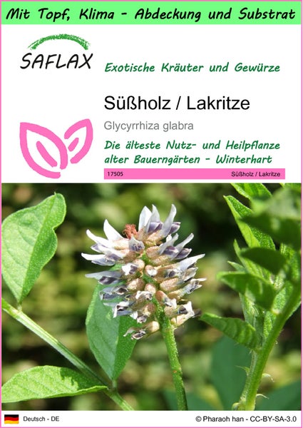 SAFLAX Garden to go - Süßholz / Lakritze - Glycyrrhiza glabra - 30 Samen - Mit Topf, Klima - Deckel und Anzuchtsubstrat