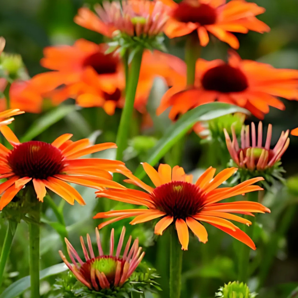 Nahaufnahme von orangefarbenen Sonnenhüten im Garten.