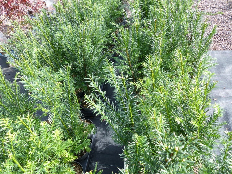 Eine Gruppe junger Eiben Taxus baccata in Pflanztöpfen für die Heckenbepflanzung.