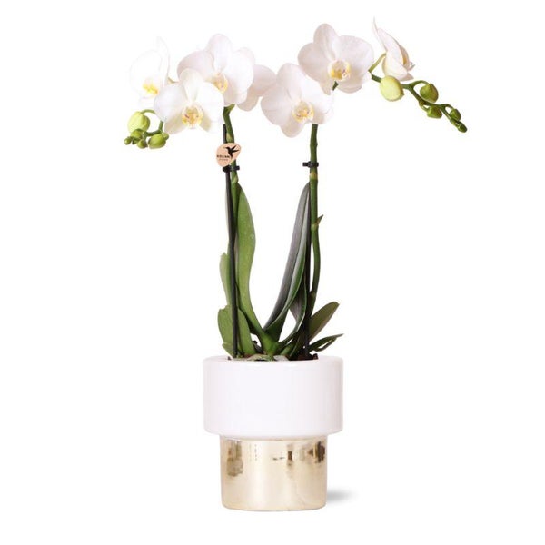 Kolibri Orchids weiße Phalaenopsis Orchidee Amabilis + Elite Topf Gold Topfgröße 9cm 35cm hoch blühende Zimmerpflanze