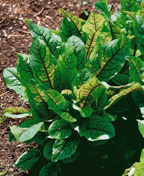 Blutampfer Pflanze im Gartenbeet
