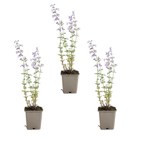 3er-Set Katzenminze Pflanzen in grauen Kunststofftöpfen mit lila Blüten.