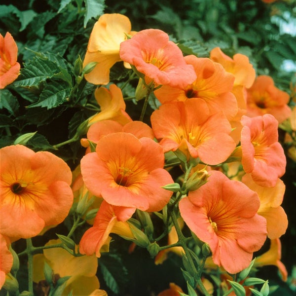 Campsis tagliabuana 'Madame Galen', Trompetenblume, orange-rot, 150–200 cm
