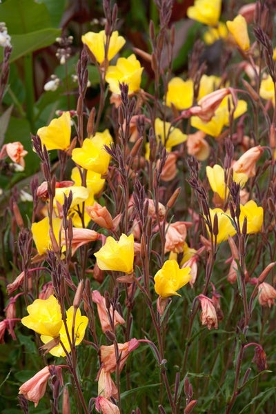 Oenothera odorata, Nachtkerze, duftend, ca. 9x9 cm Topf