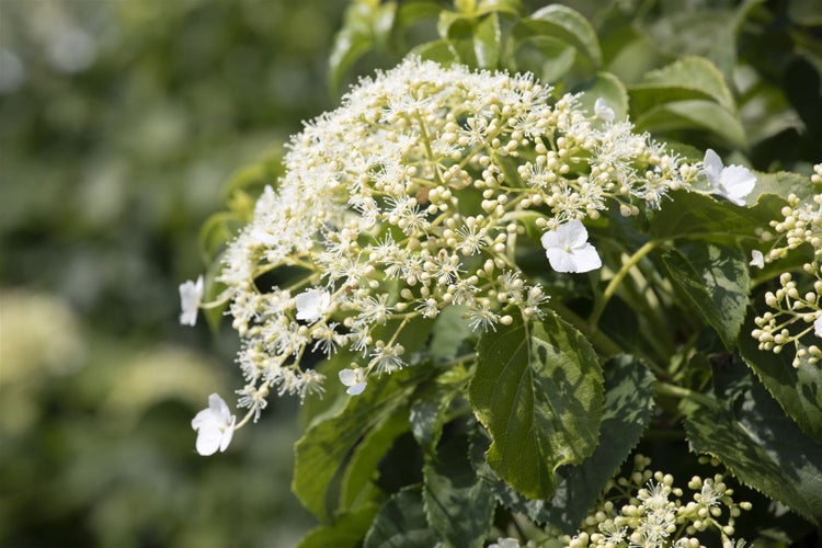 Hydrangea petiolaris, Kletterhortensie, weiß, 125–150 cm