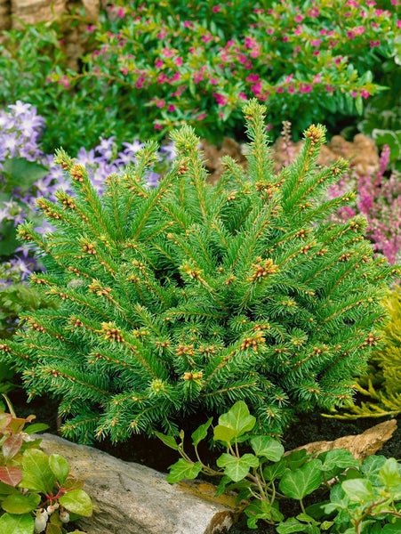Zwergfichte im Gartenbeet mit weiteren Pflanzen