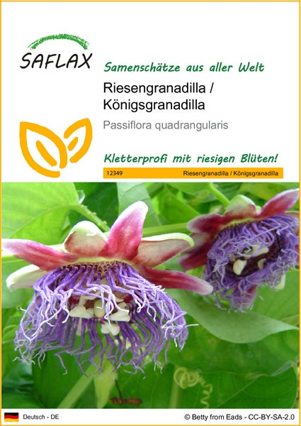 SAFLAX  - Riesengranadilla / Königsgranadilla - Passiflora quadrangularis - 12 Samen