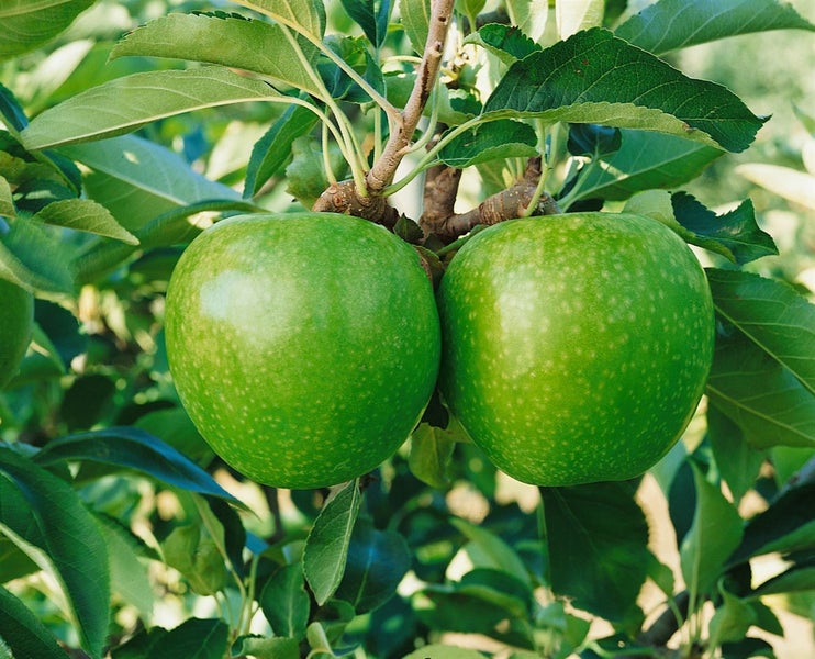 Malus 'Granny Smith', Apfelbaum, grün, 150–200 cm
