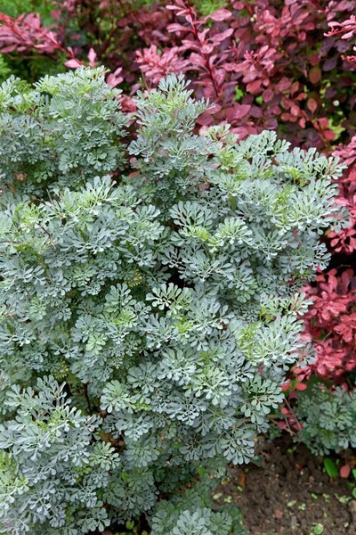 Ruta graveolens, Weinraute, aromatisch, ca. 9x9 cm Topf