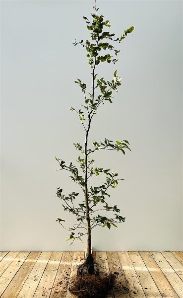 Eine junge Rotbuche als Baum mit freiliegenden Wurzeln, die für die Pflanzung im Garten vorbereitet ist.