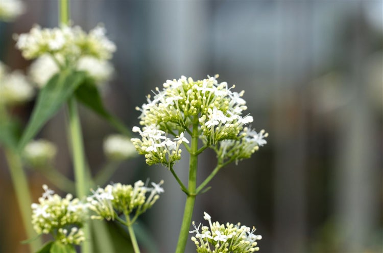 Centranthus ruber 'Albus', Spornblume, weiß, ca. 9x9 cm Topf