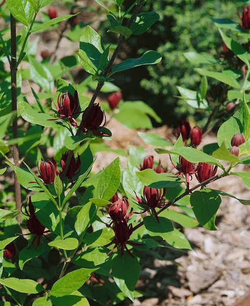 Calycanthus floridus, Gewürzstrauch, aromatisch, 60–80 cm