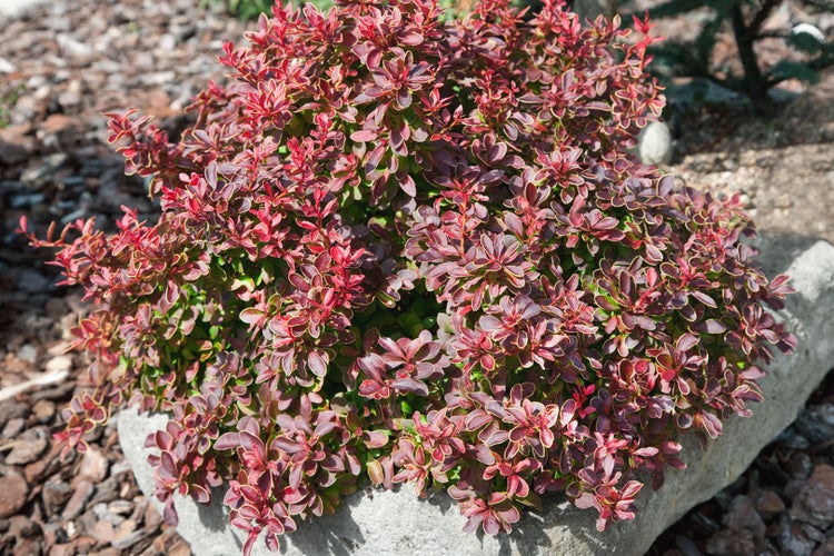 Berberis thunbergii 'Admiration', Blutberberitze, rot-gelb, 20–25 cm