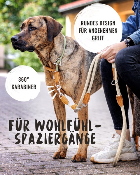 Hund mit Halsband und Leine für Spaziergänge