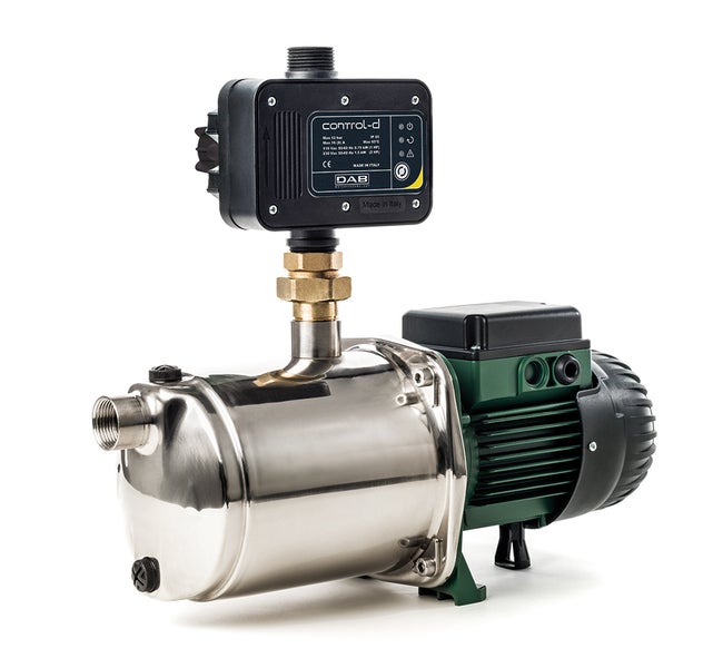 Nahaufnahme einer Pflanze mit einem verdickten Stamm in Erde.