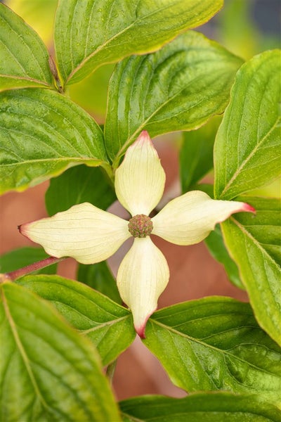 Cornus kousa chinensis 'Claudia', Chinesischer Blumen-Hartriegel, 40–60 cm