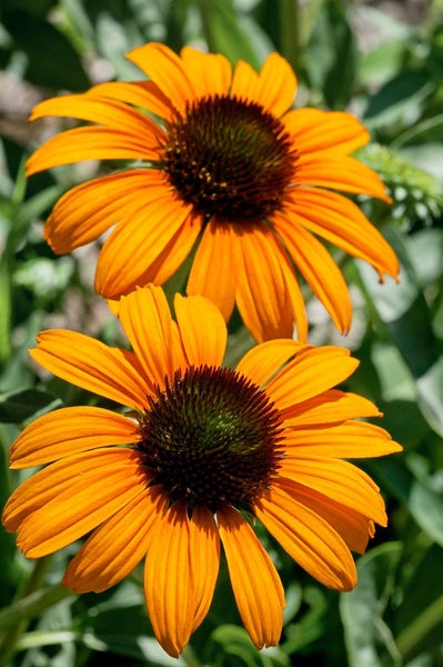 Echinacea purpurea 'Tangerine Dream', Sonnenhut, orange, ca. 11x11 cm Topf