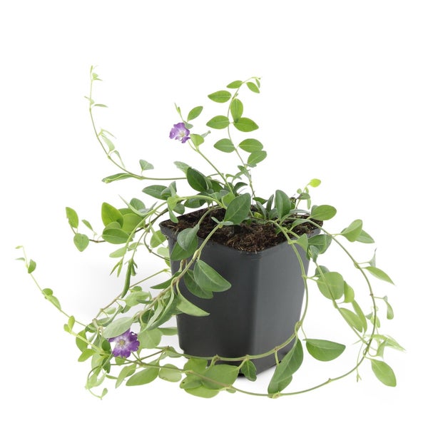 Kleines Immergrün mit violetten Blüten im schwarzen Kunststofftopf.