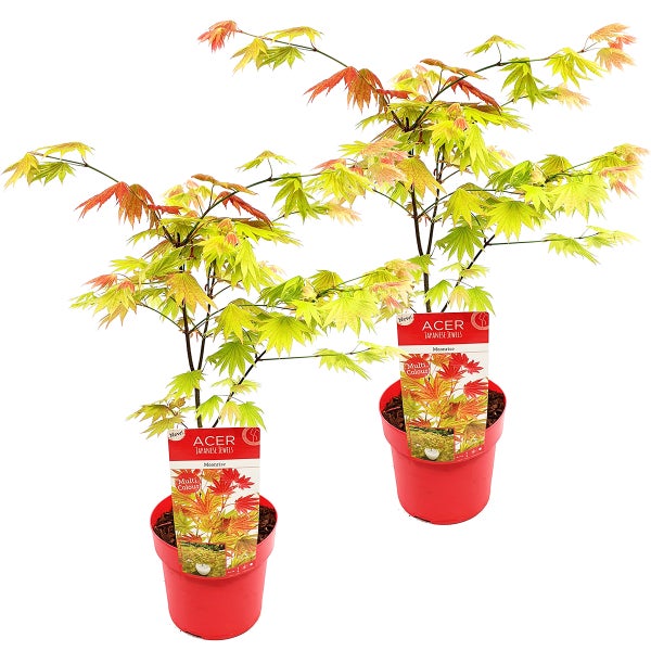 2x Acer shirasawanum 'Moonrise' - Japanischer Ahorn - Strauch - Winterheart - ⌀19 cm - ↕40-50 cm