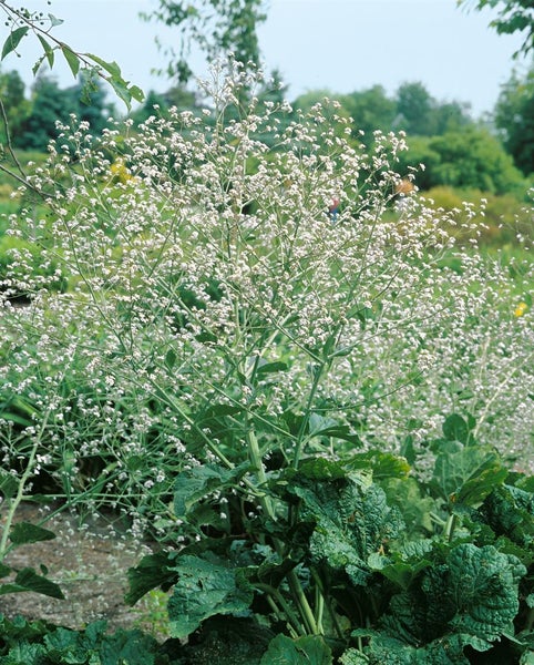 Crambe cordifolia, Herzblattschaumkraut, weiß, ca. 11x11 cm Topf