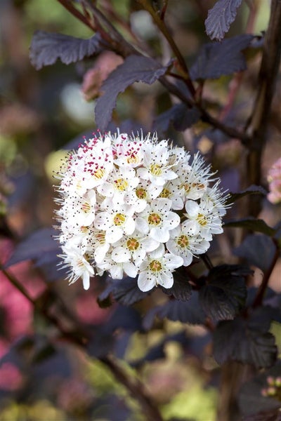 Physocarpus opulifolius 'Diabolo' -R-, Blasenspiere, dunkelrot, 40–60 cm