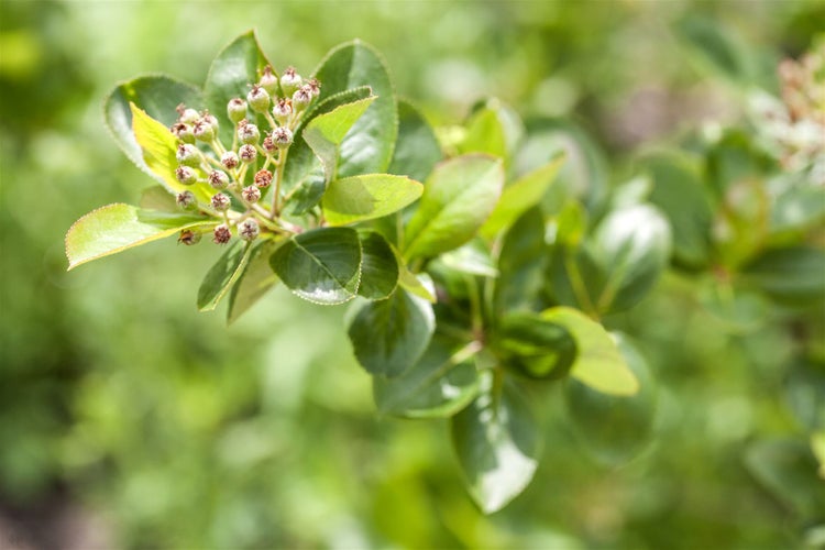 Aronia melanocarpa, Schwarze Apfelbeere, 40–60 cm, robust und ertragreich