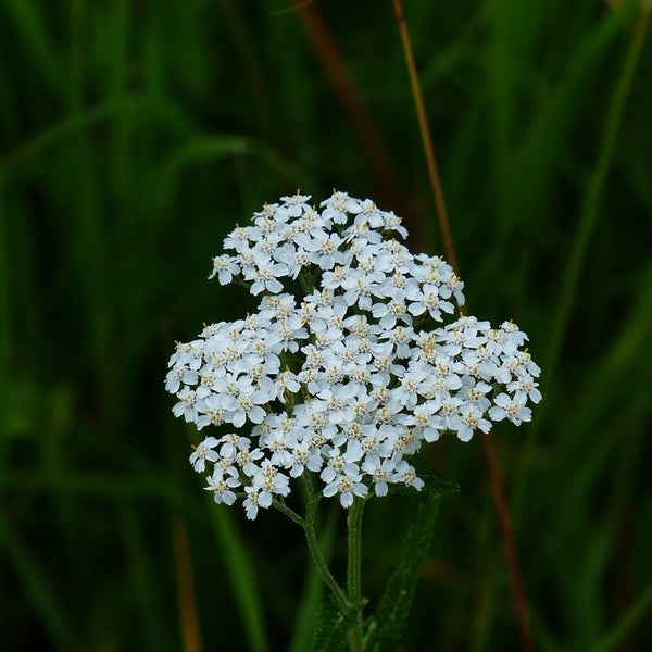 Schafgarbe mit weißen Blüten